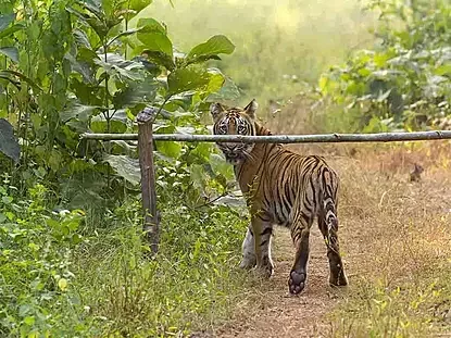 Tadoba Tour